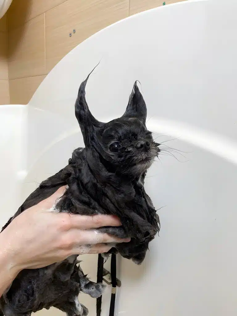 Грумер тримає в руках чорного песика з ріжками з мокрої шерсті