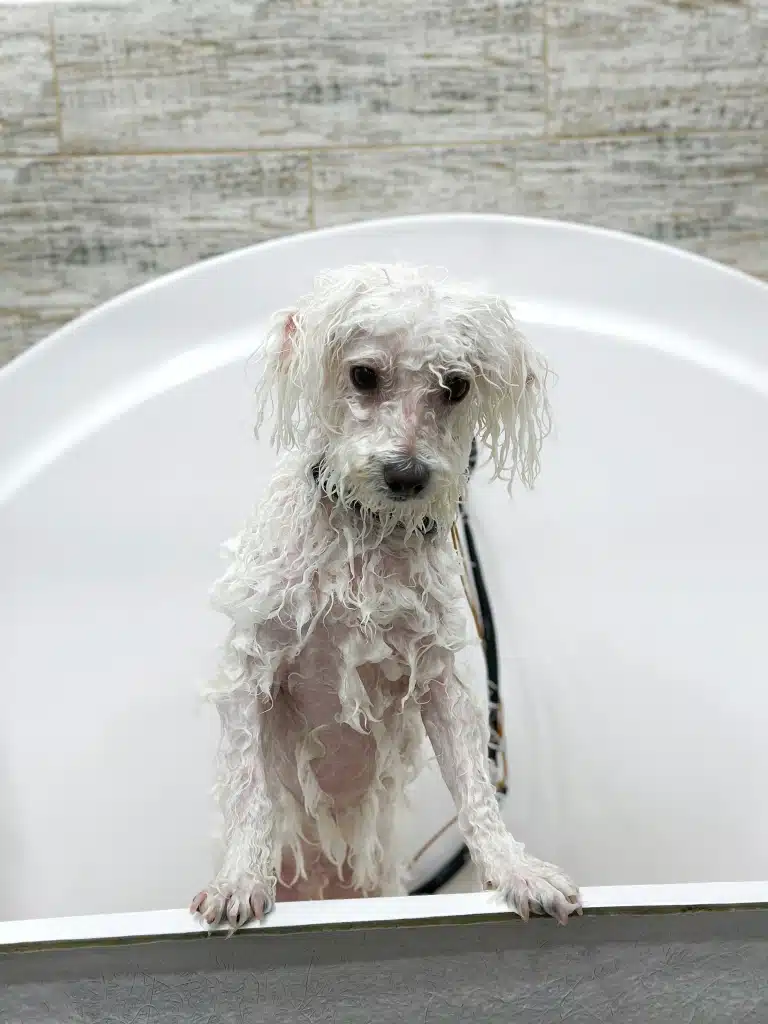 У мокрого бішона на животику видно рожеву шкіру з темними плямками