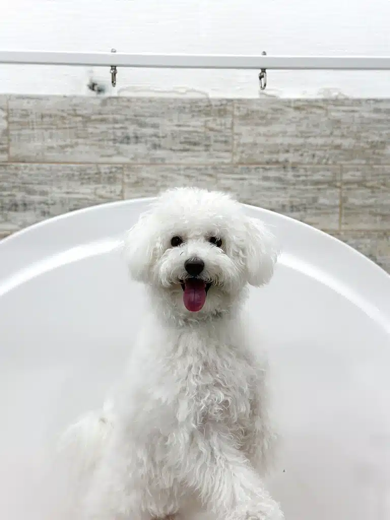 Бішон наче посміхається з висунутим язиком у білій ванні з аркою