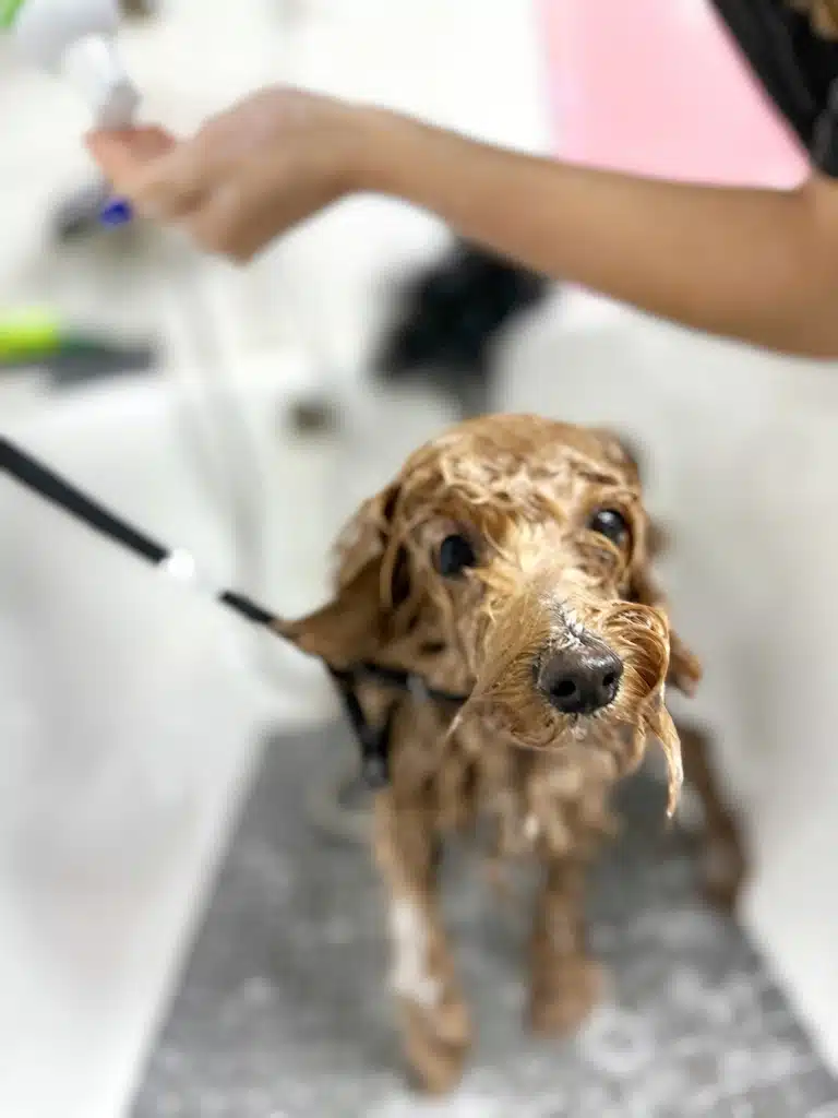 Грумер наливає кондиціонер в долоню під час купання песика