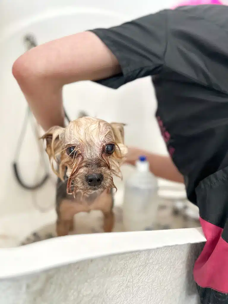 Грумер з рожевим волоссям щось робить з задньою частиною йорка, який стоїть у ванні