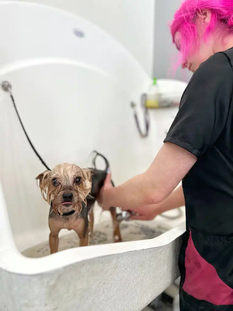 Грумер з рожевим волоссям мочить ліву задню лапку йорка, що стоїть на не ковзкому килимці