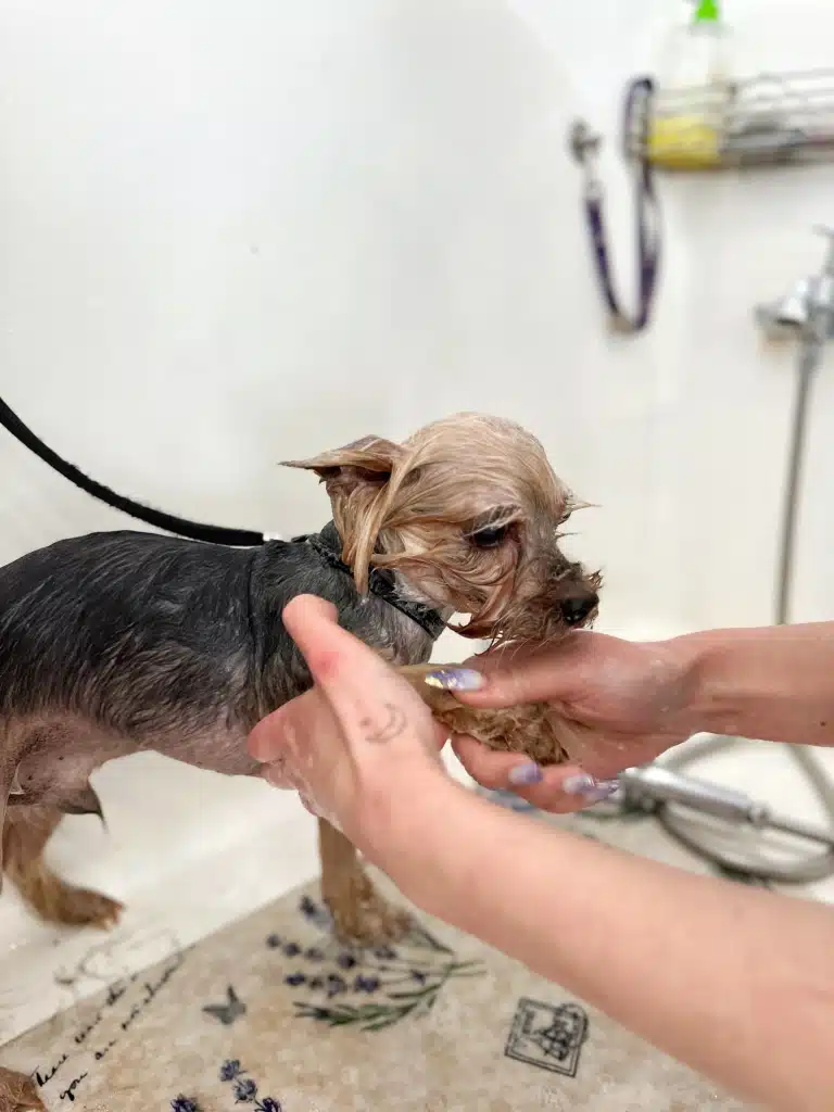 Грумер тримає праву передню лапку йорка, щоб зміни до кінця всю косметику з шерсті та шкіри