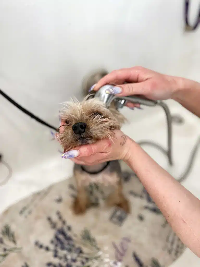 Грумер з тату на лівій руці обережно мочить шерсть на голові йорка у ванні