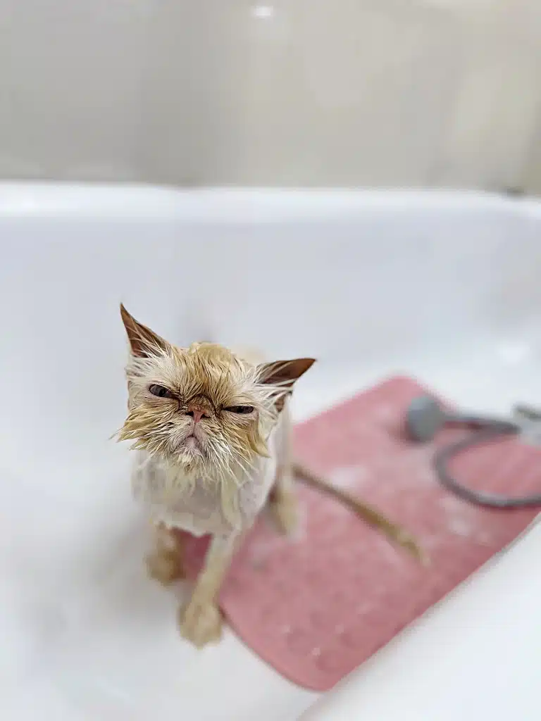 Мокрий кіт на рожевому силіконовому килимку в ванні примружив очі, невдоволений купанням