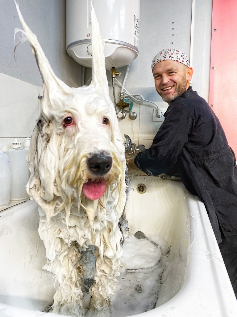 Грумер посміхається, поки великий намилений пес не проявляє захвату від купання