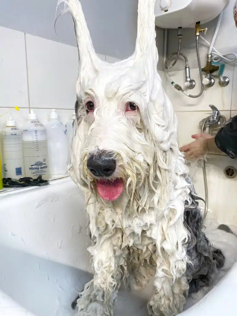 Великий пес сидить у ванні в піні, чекаючи поки грумер гарно промиє шерсть