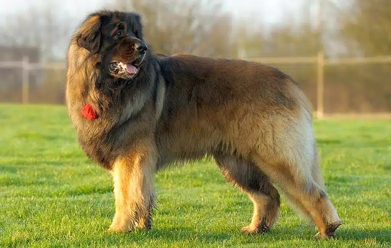 Леонбергер Леонбергер - груминг салон V.O.G DOG