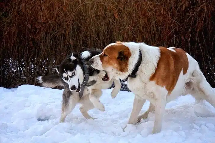 Пиренейский мастиф Пиренейский мастиф - груминг салон V.O.G DOG