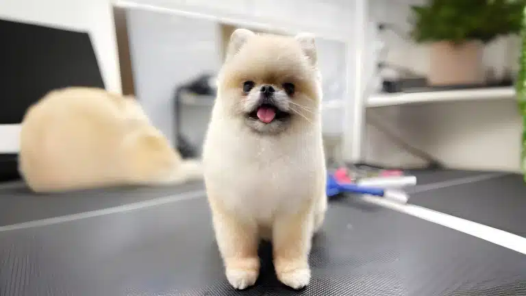 Світлий шпіц, підстрижений під ведмедика, сидить на великому та чистому столі