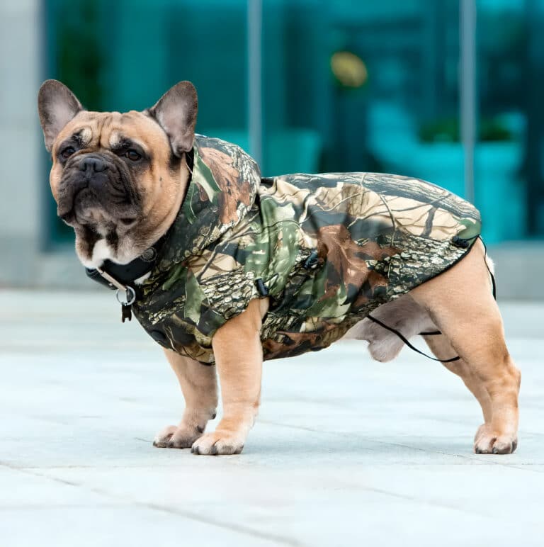 Бульдог в дощовику "хакі" стоїть на чистій плитці