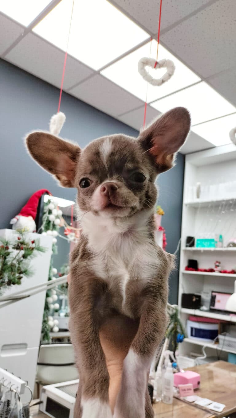 Коричневий чухуахуа з білими ділянками шерсті на лобі, шиї та лапах піднятий вверх людською рукою