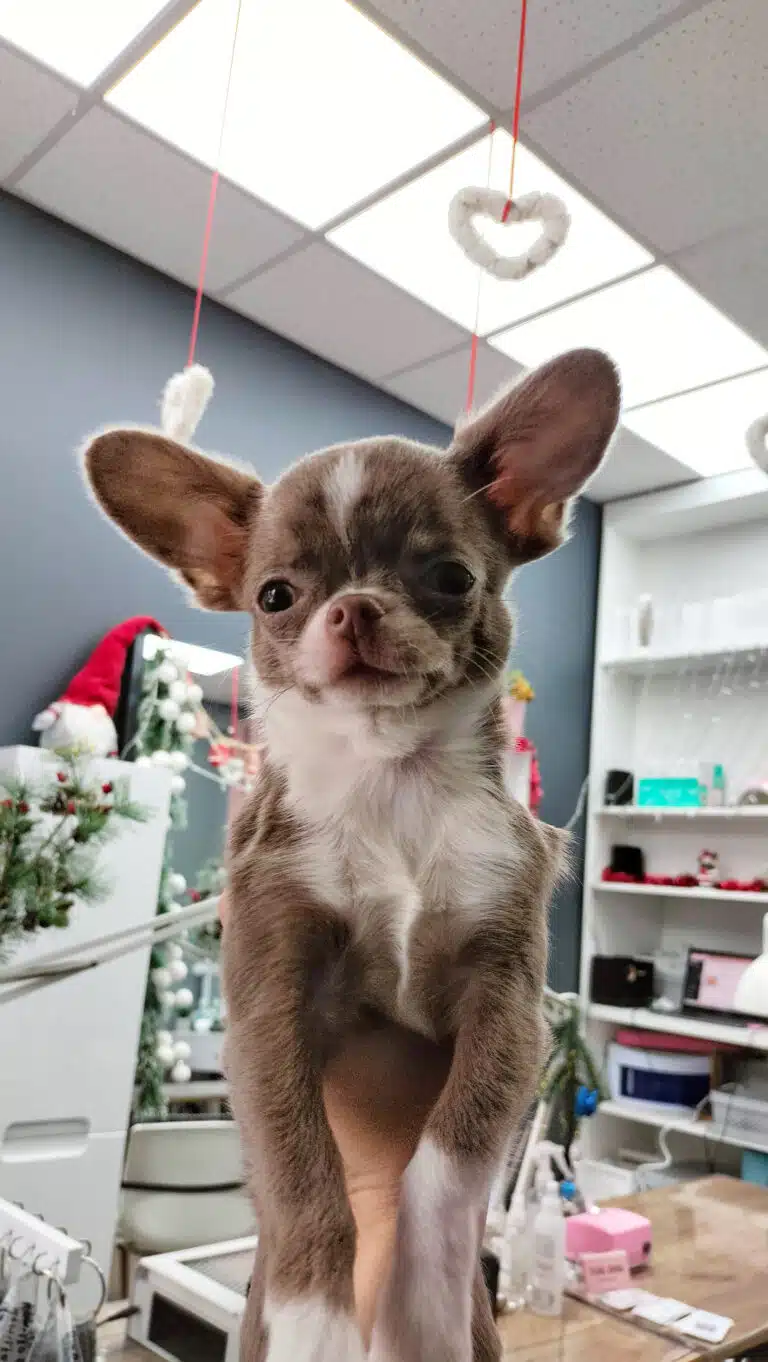 Коричневий чухуахуа з білими ділянками шерсті на лобі, шиї та лапах піднятий вверх людською рукою