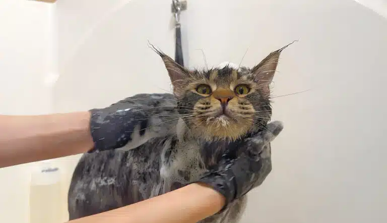 Грумер в чорних рукавичках миє піною мейн-куна в ванні