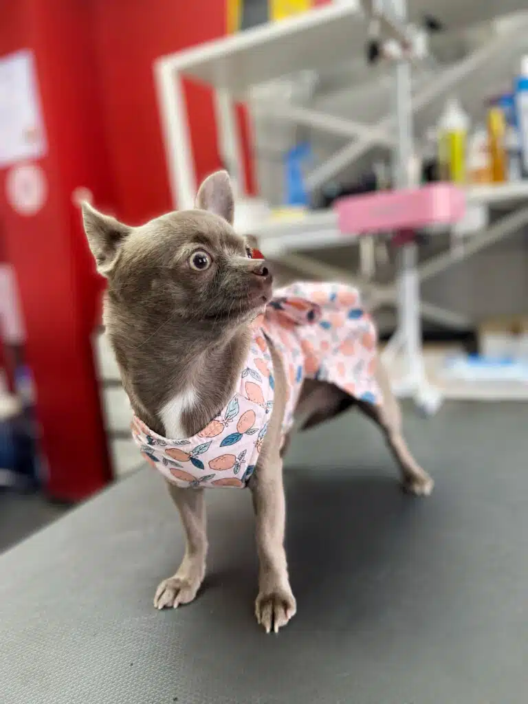 Сірий короткошерстий пес з білою плямою на грудях вдягнутий в літню сукню