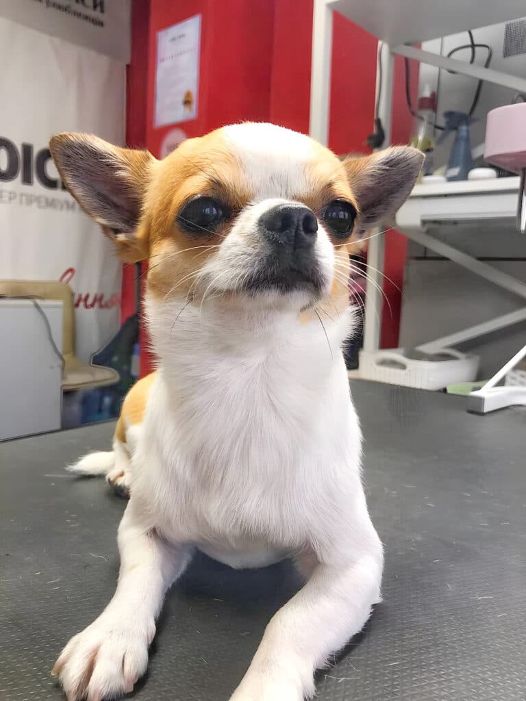 Чихуахуа підняв носа, винюхуючи обстановку в грумерській