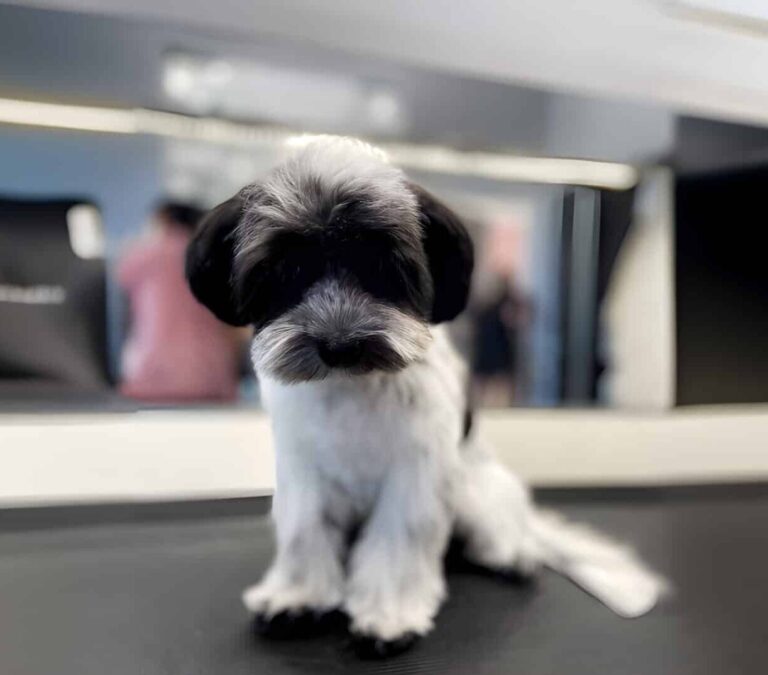 Бівер-йорк чорно-білого кольору нахилив голову до столу перед великим дзеркалом