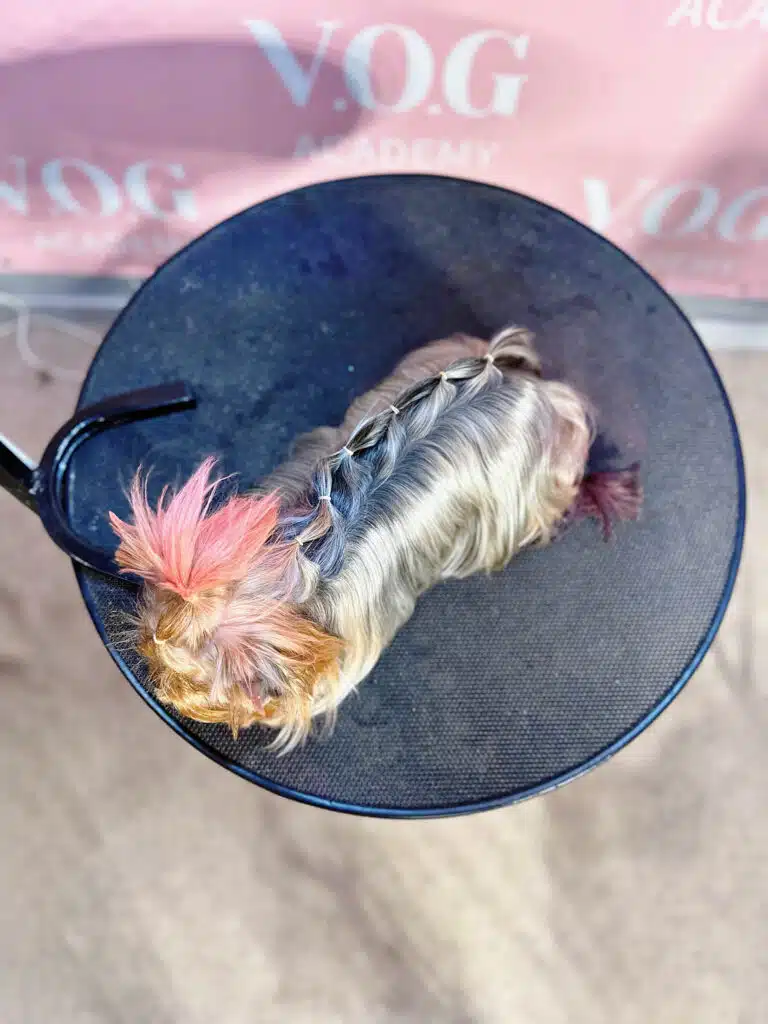 На круглому столі сидить довгошерстий йорк з рожевим топ кнотом та косичкою на спині