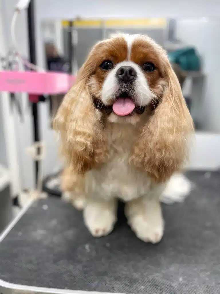 Кавалер кінг чарльз спанієль з пухнастими та хвилястими вушками має блиск в очах та язика в роті