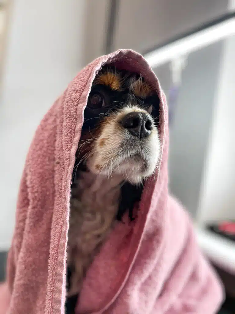 Кавалер кінг чарльз спанієль з мокрою шерстю має на голові рожевого рушника