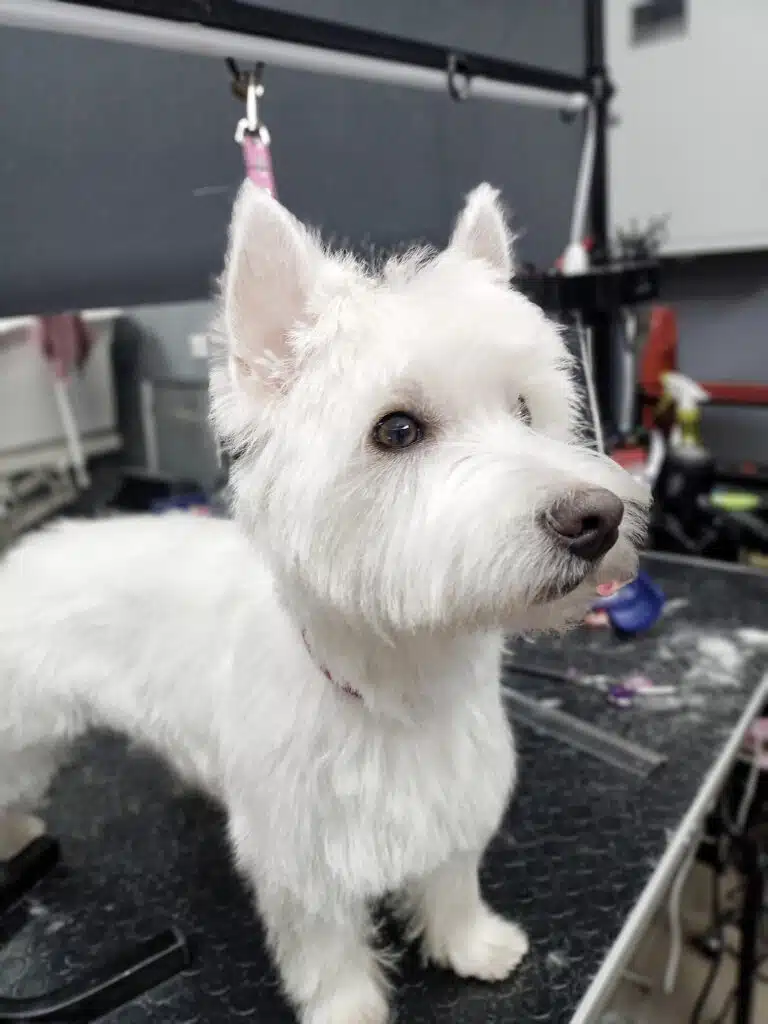 Білий вест з підстриженими вушками стоїть поруч з грумерськими інструментами на столі