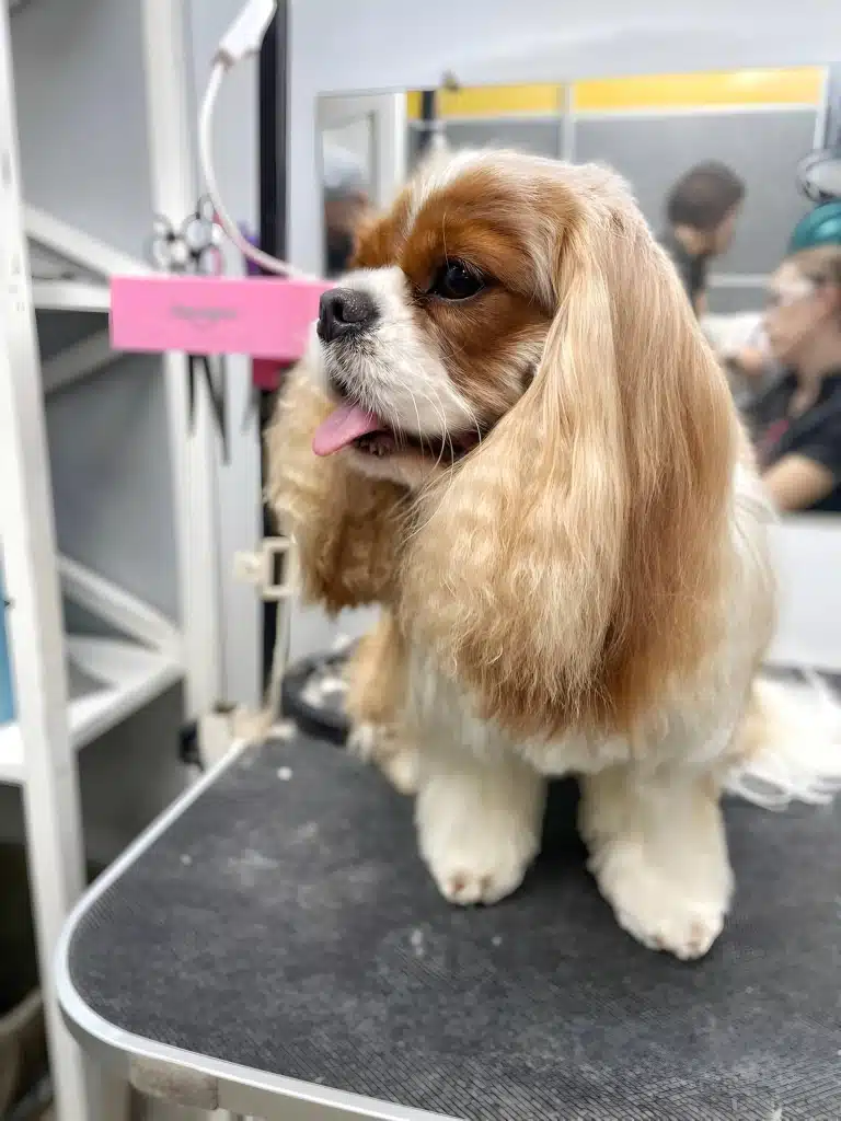 Кавалер кінг чарльз спанієль висолопив язика перед дзеркалом, в якому видно грумера в захисних окулярах