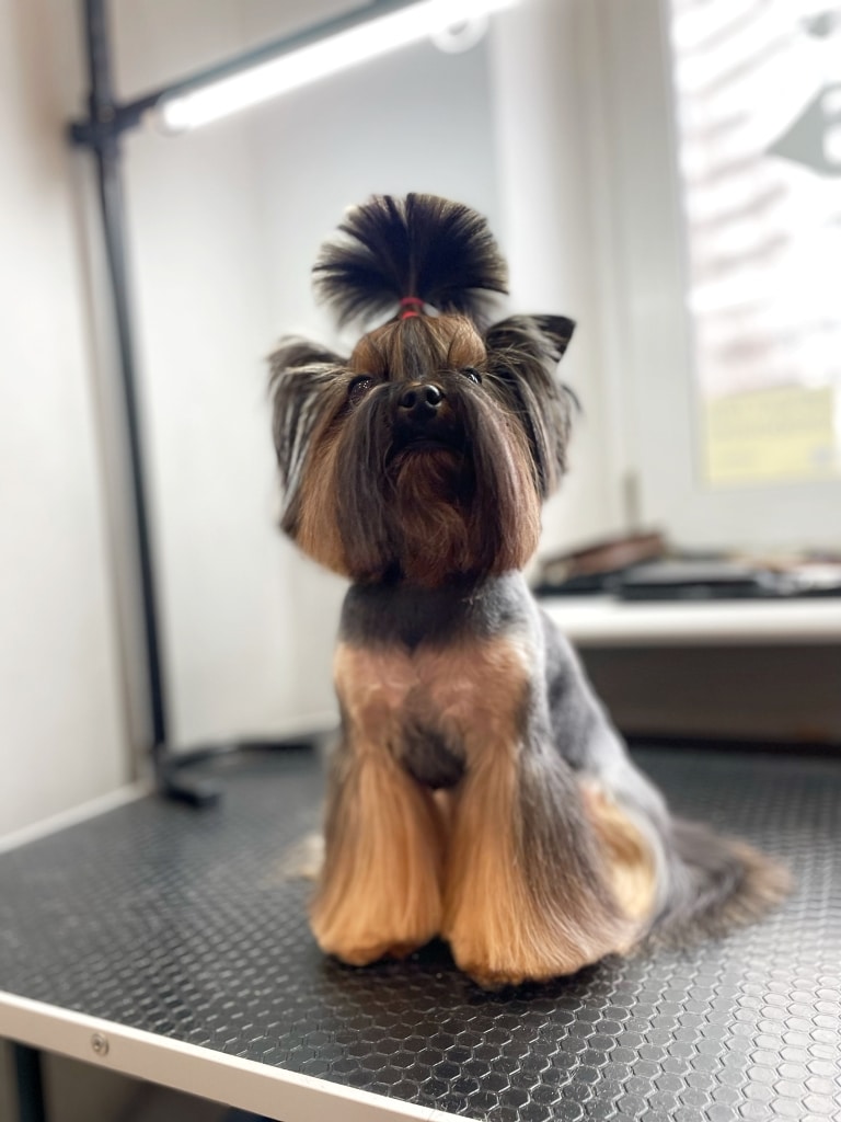 Природне та штучне світло в грумерській підкреслює ідеальні лінії зрізів шерсті йорка майстром