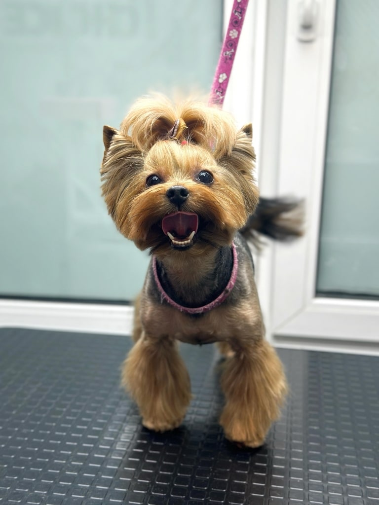 Низенький та збитий йорк підняв язика до носа та махає хвостом після стрижки в грумера