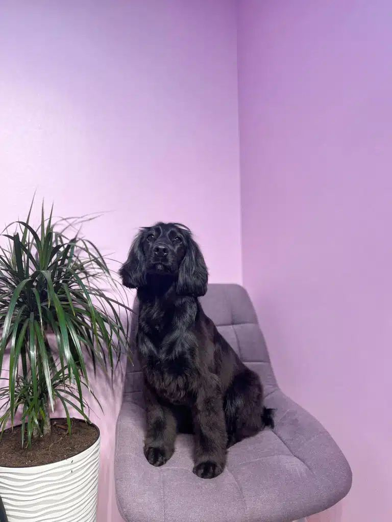 Чорний спанієль з блискучою шерстю сидить на фіолетовому стільці поруч з кімнатною рослиною в білому горщику