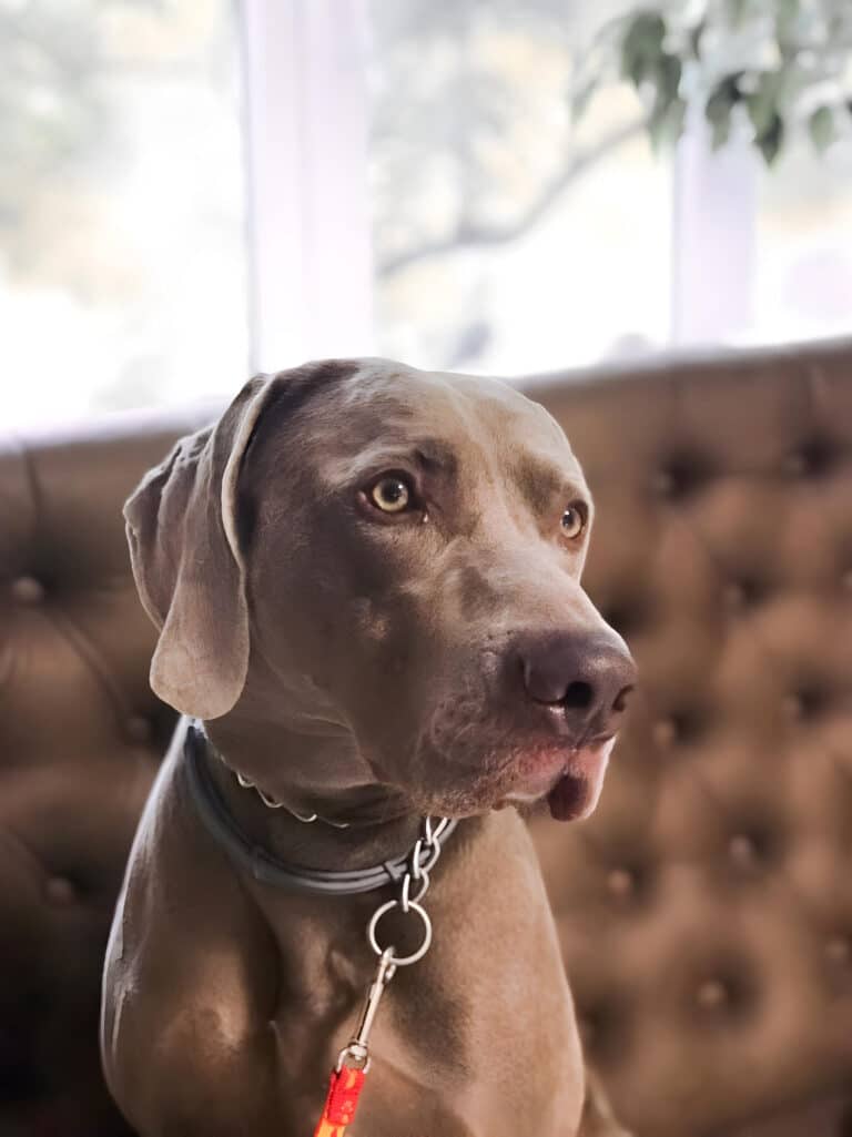 Гладкошерстий сірий пес перед білими вікнами дивиться кудись в бік