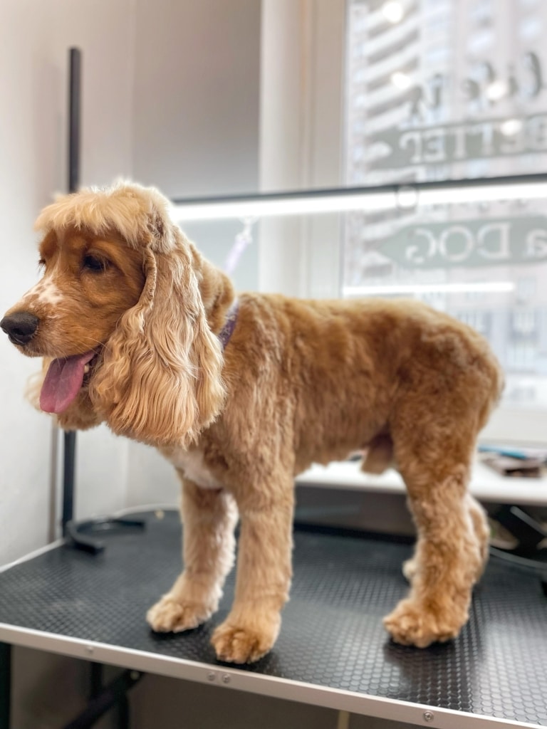 Коричневий спанієль зі світлим чубчиком висолопив язика на столі та чекає на батьків