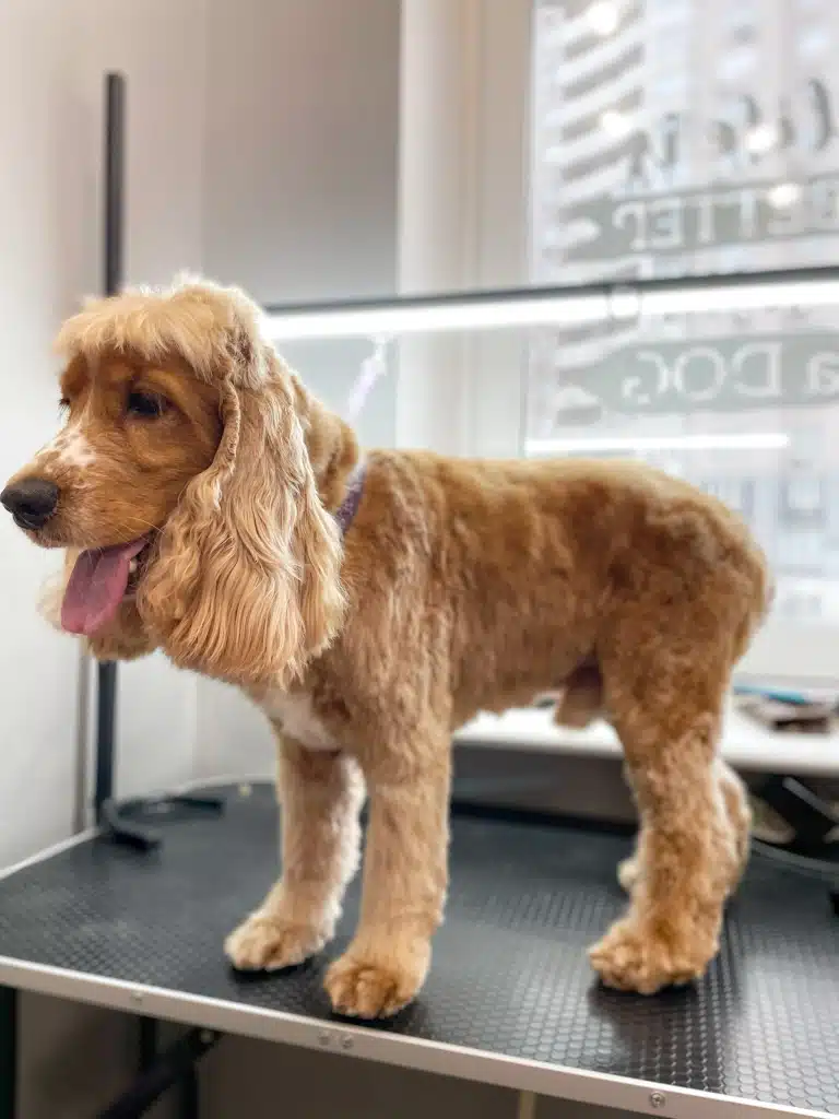 Коричневий спанієль зі світлим чубчиком висолопив язика на столі та чекає на батьків