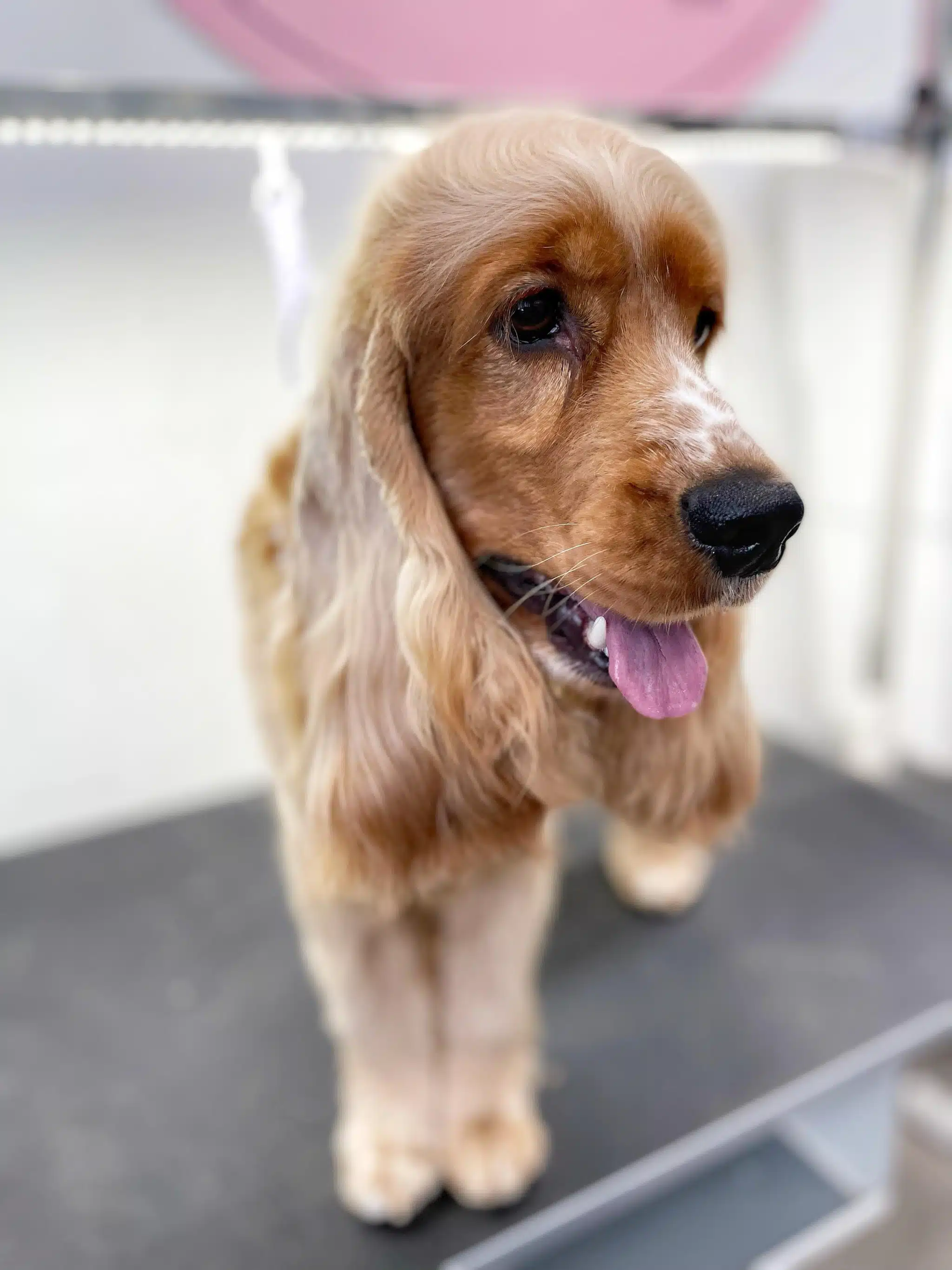 Спанієль з розчісаною та вкладеною шерстю стоїть на прямокутному столі з висунутим вологим язиком