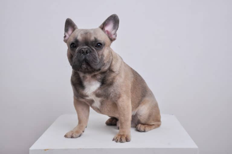 Світлий бульдог з білими та чорними ділянками шерсті сидить на білому постаменті