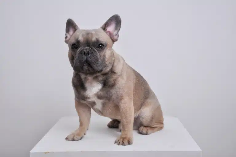 Світлий бульдог з білими та чорними ділянками шерсті сидить на білому постаменті