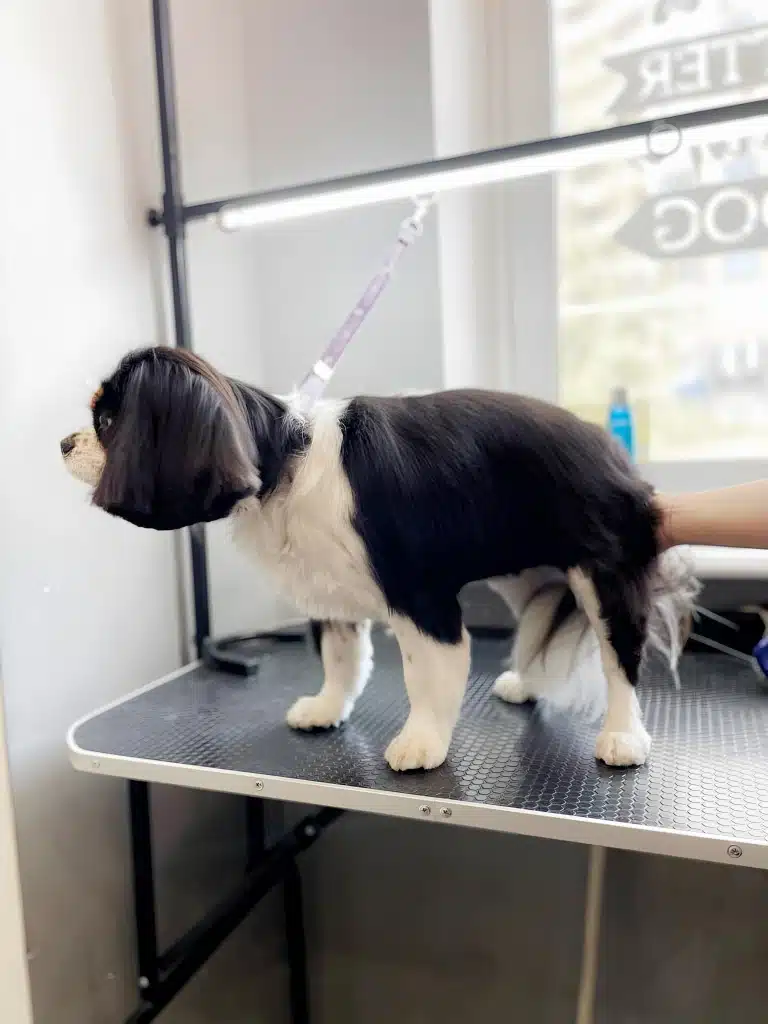 Чорно-білий кавалер кінг чарльз спанієль стоїть боком, щоб було видно результат стрижки, а грумер притримує його під попку