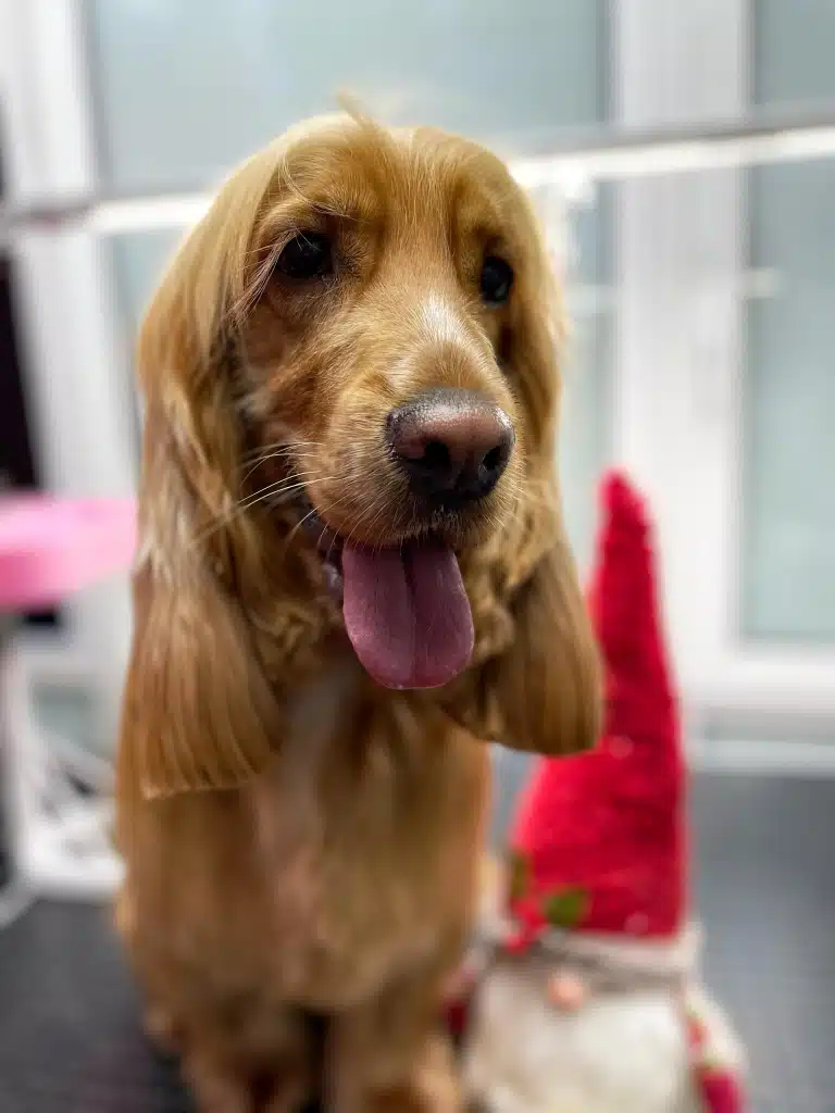 Спанієль з довгими віями має білі вуса та коричнево-чорний ніс