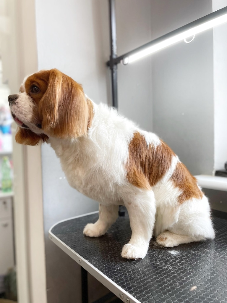 Кавалер кінг чарльз спанієль на лівому боці та передній лапі має з коричневої шерсті серце