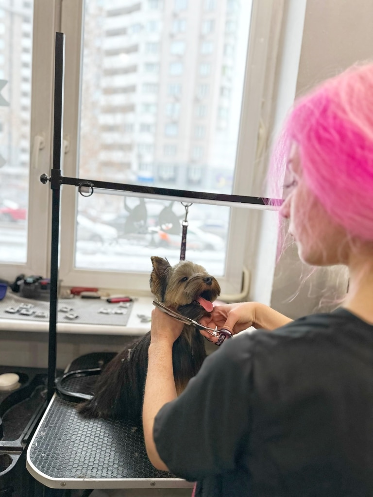 Грумер з рожевим волоссям тримає за шию йорка та стриже голову перед вікном сірого дня