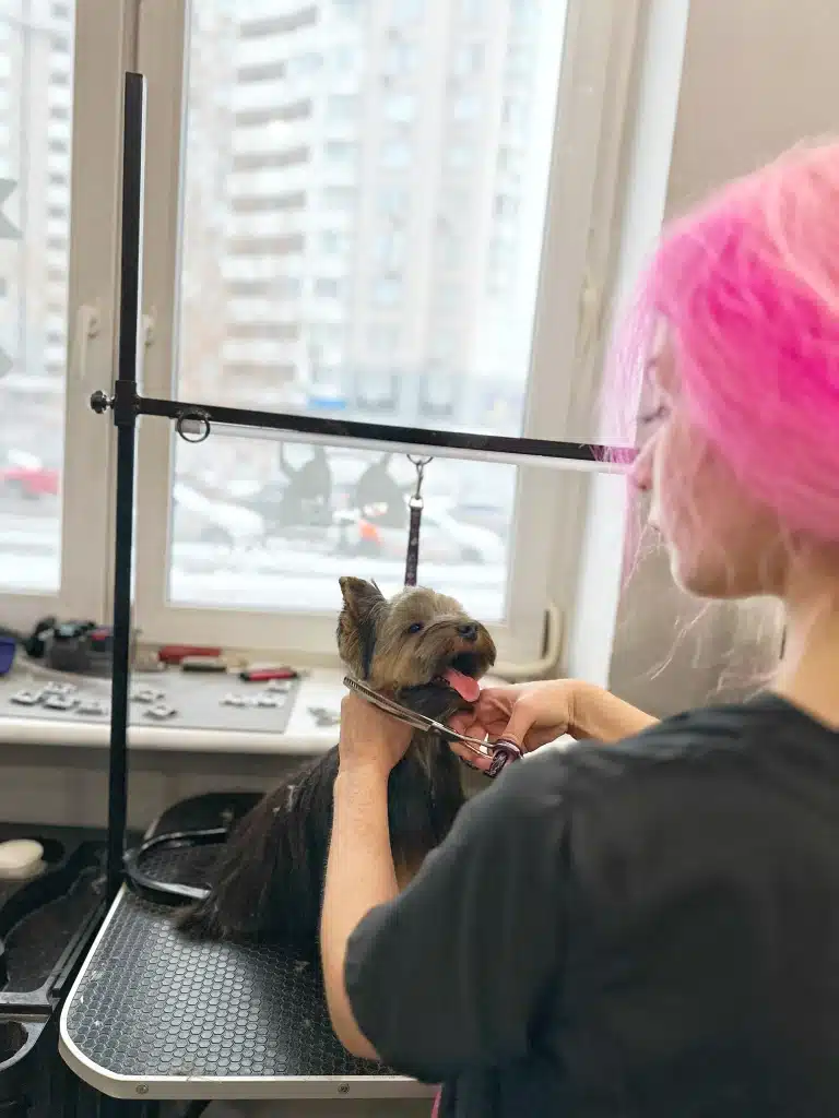 Грумер з рожевим волоссям тримає за шию йорка та стриже голову перед вікном сірого дня