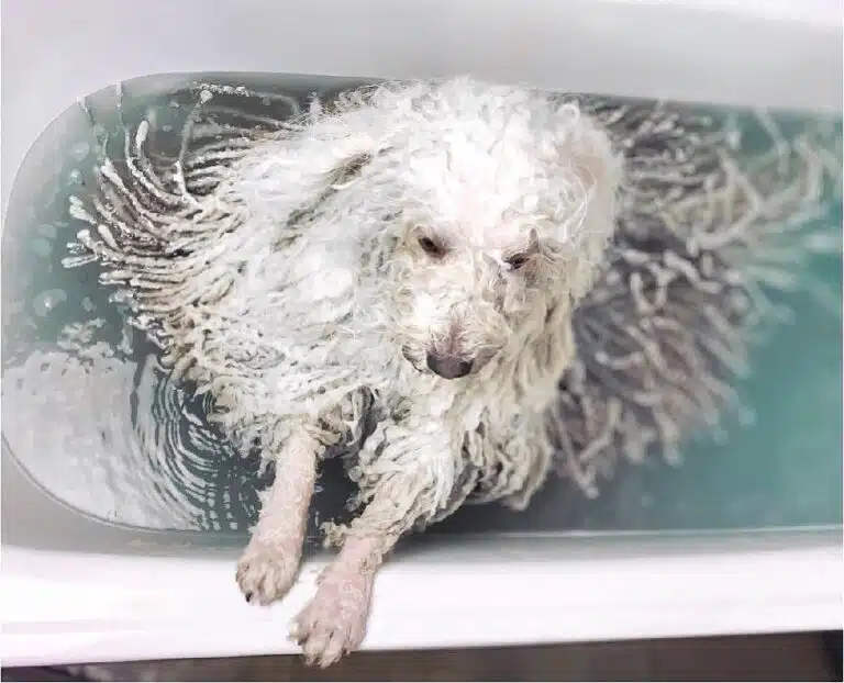 Білий пес з довгими дредами сидить в ванній, повній блакитної води