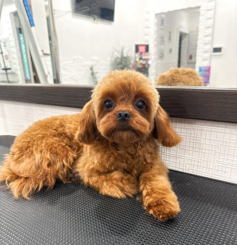 Мальтіпу з маленькою головою має кудряву шерсть на тулубі і пряму на мордочці