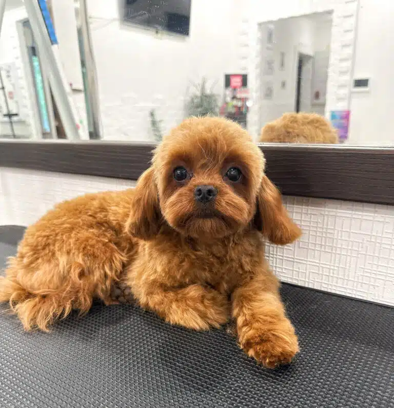 Мальтіпу з маленькою головою має кудряву шерсть на тулубі і пряму на мордочці