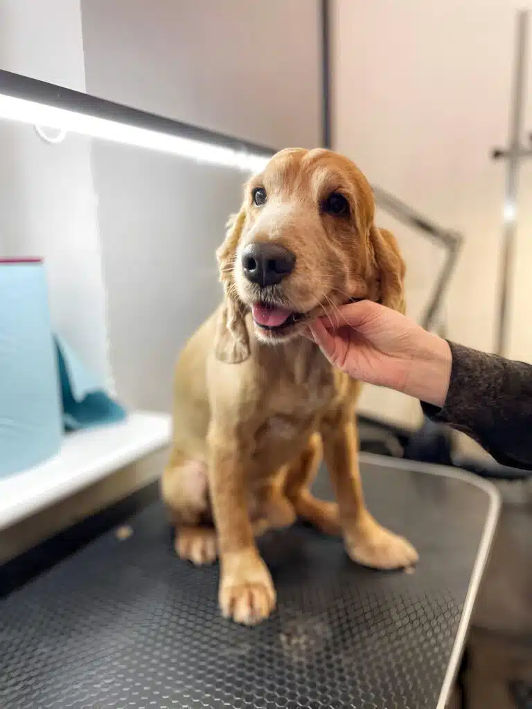 Людина в чорному худі тримає за підборіддя коротко підстриженого спанієля під світлом лампи