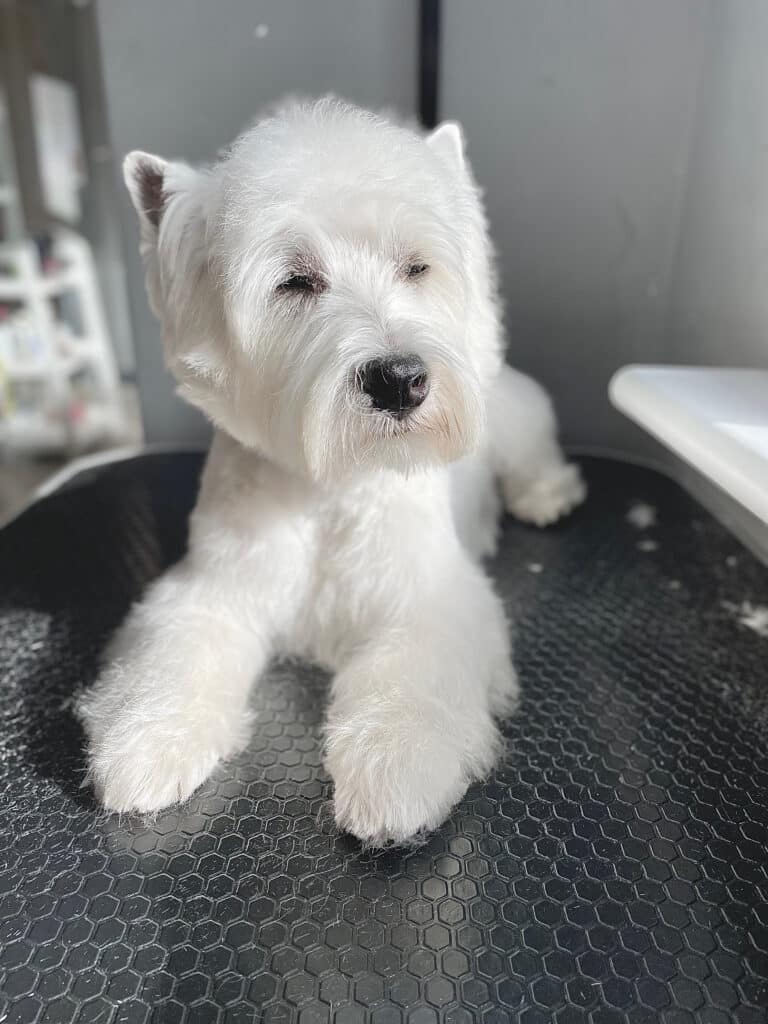 Вест з білою шерстю мружиться від сонця, що світить з вікна у грумерській