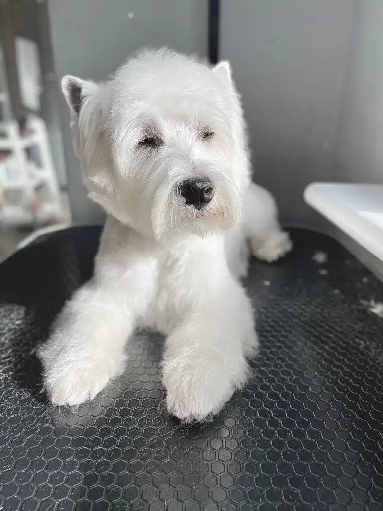 Вест з білою шерстю мружиться від сонця, що світить з вікна у грумерській