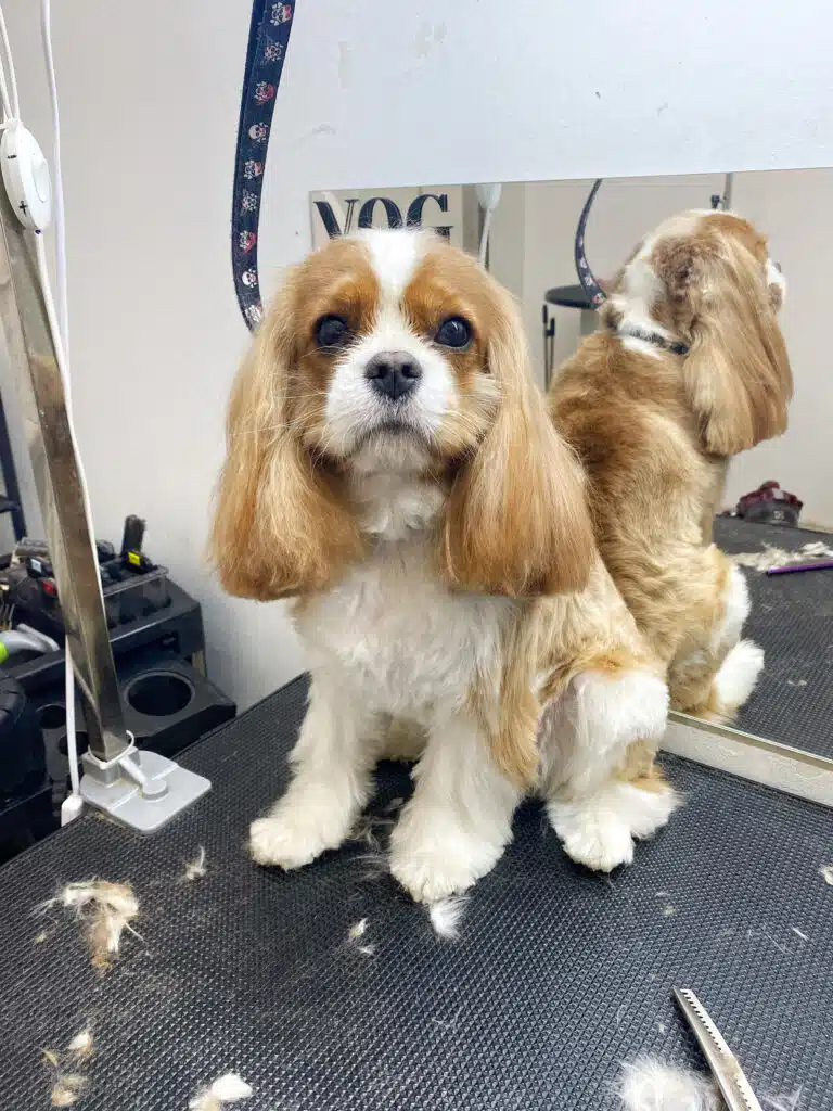 Кавалер-кінг-чарльз-спанієль світло-коричневого кольору уважно дивиться в об'єктив, сидячи на столі