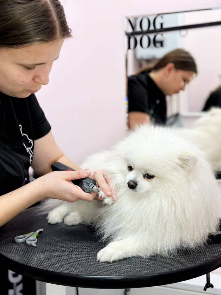 Грумер в чорній формі шліфує кігті білого шпіца, який спокійно лежить на круглому столі