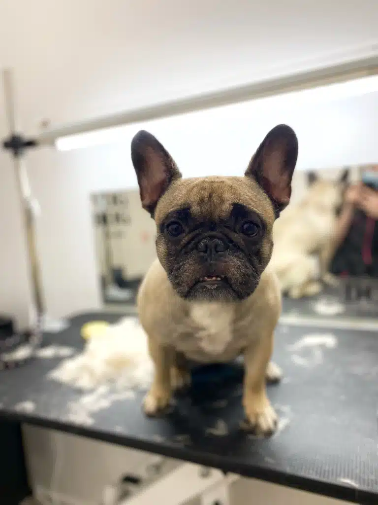 Бульдог сидить перед купою вичесаного жовтою силіконовою щіткою підшерстя