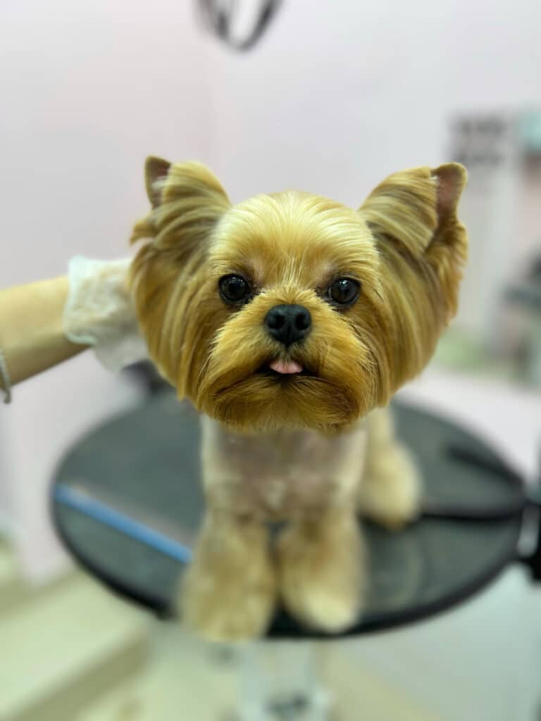 Грумер в прозорій рукавичці притримує йорка, щоб він не впав з круглого чорного стола